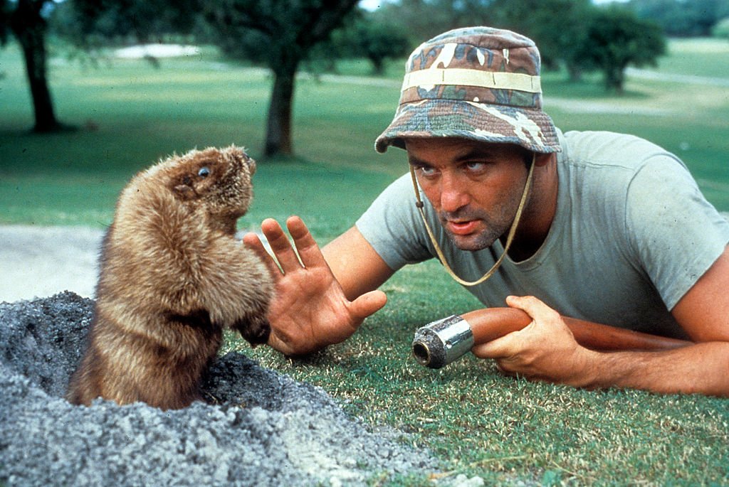 Bill Murray cara a cara con una ardilla en una escena de la película 'Caddyshack', dirigida por Harold Ramis, 1980. | Foto: Getty Images Bill Murray cara a cara con una ardilla en una escena de la película 'Caddyshack', dirigida por Harold Ramis, 1980. | Foto: Getty Images