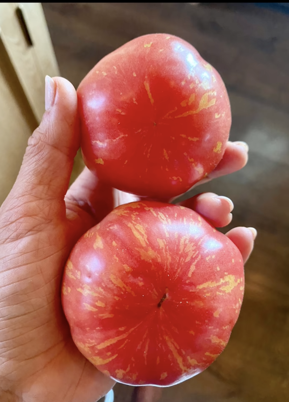 An up-close shot of ripe tomatoes on July 21, 2022 | Source: TikTok/carrieunderwood