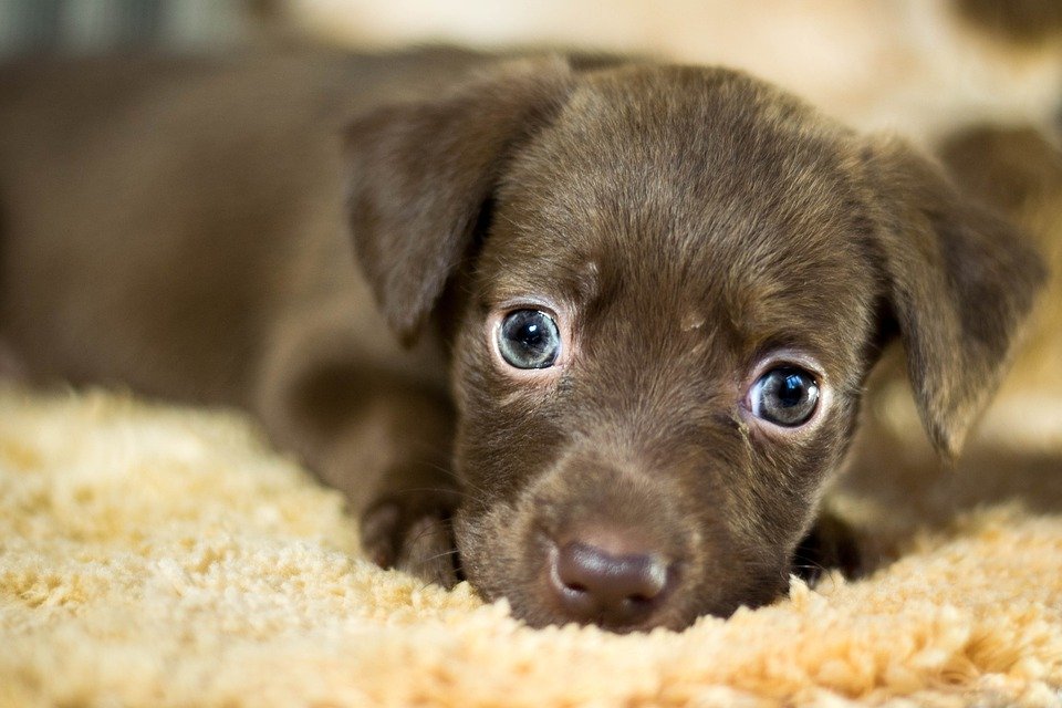 Un petit chien. | Photo : Pixapay