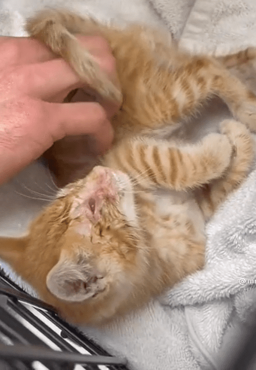 A kitten being pet while in a pet enclosure. │Source: Reddit/u/druule10 
