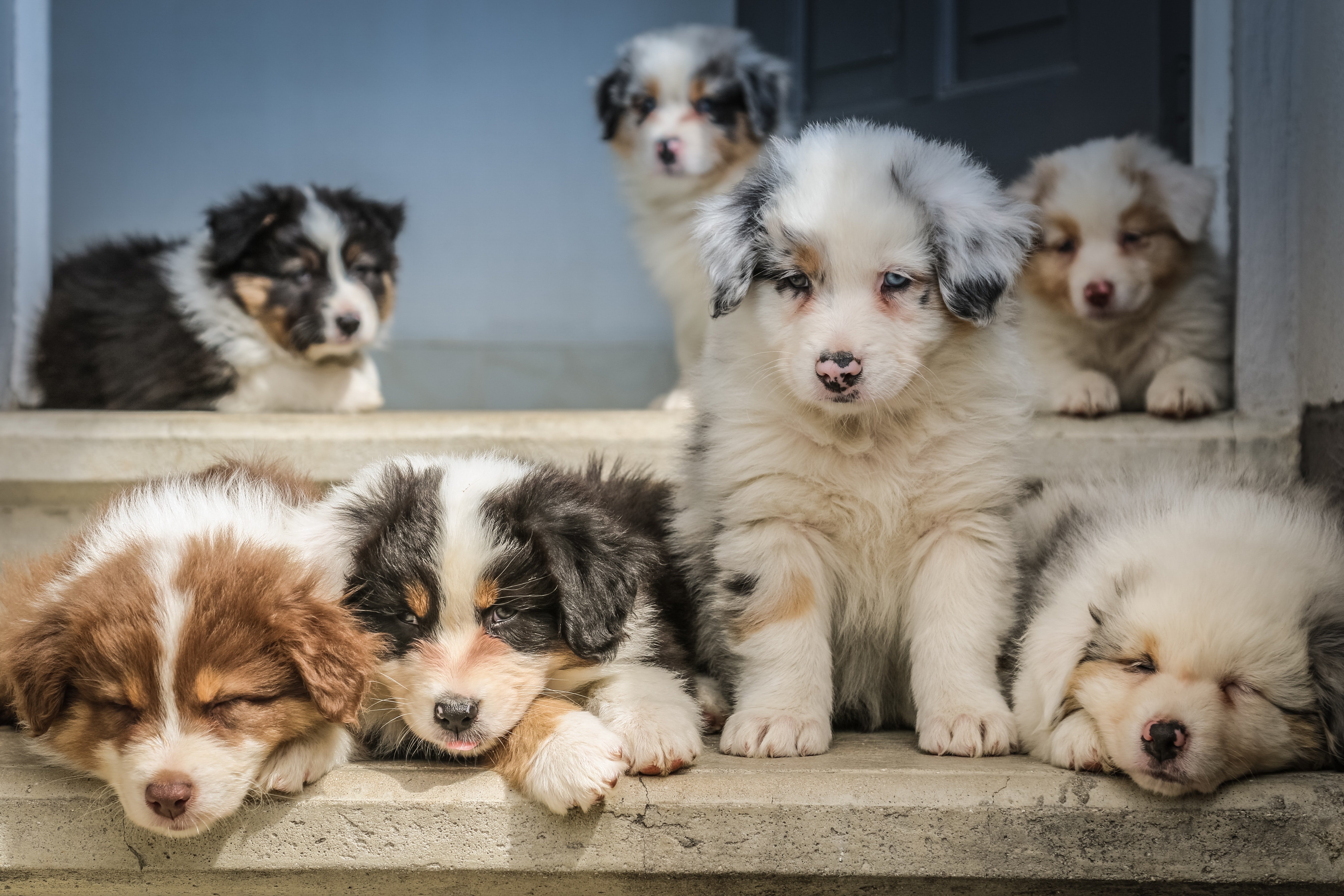 The older woman lived in the garage with her dogs | Photo: Unsplash