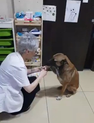 Perrita callejera fue atendida en una farmacia de Turquía. | Foto: Facebook/Badores