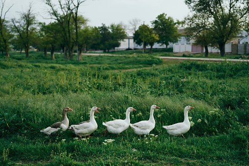 Ducks walking in grass | Photo: Getty Images