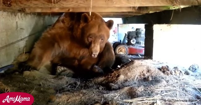 Man wakes up a brown bear napping under his deck