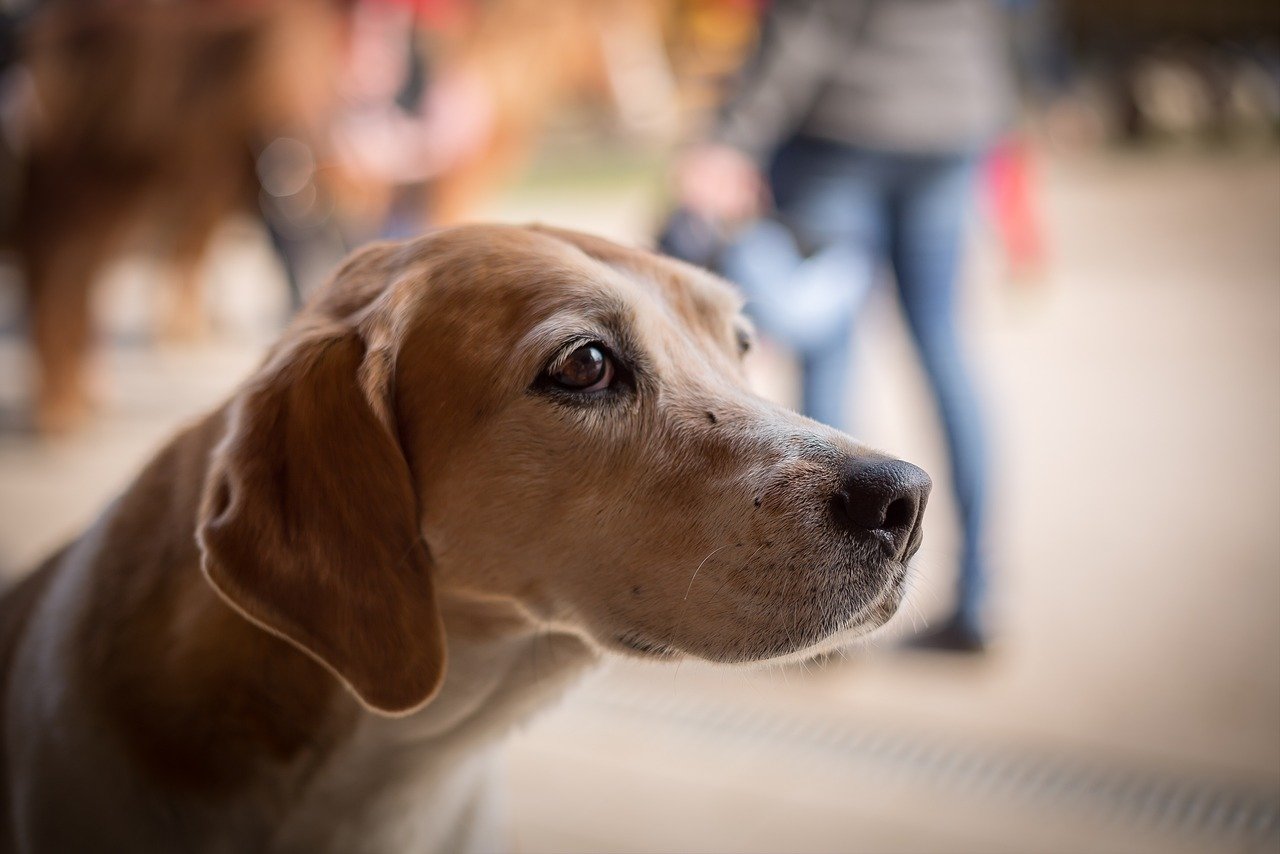 Perro triste. | Foto: Pixabay