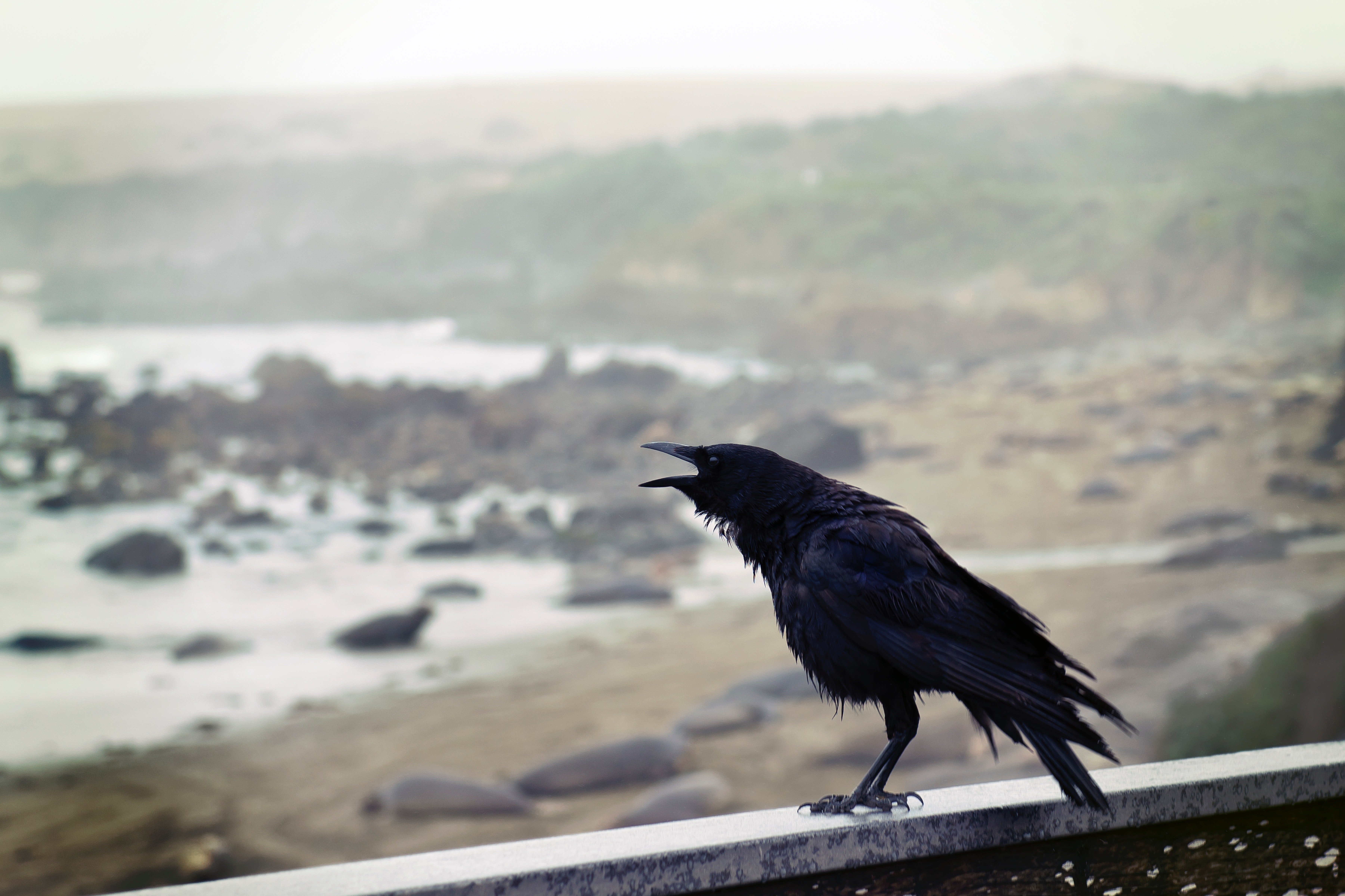 Pictured - A black bird perching on a concrete wall with an ocean view | Source: Pixabay 