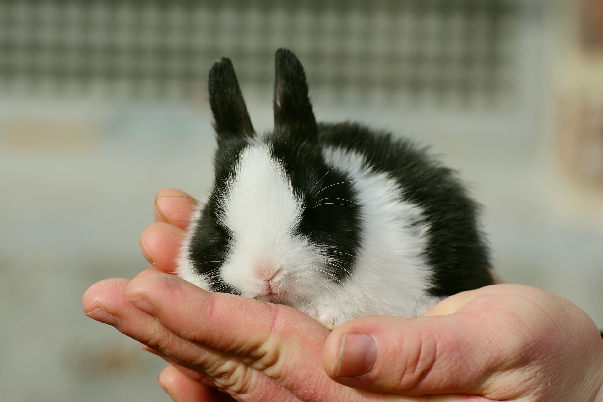 A small bunny sleeping on a human hand | Source: Pixabay 