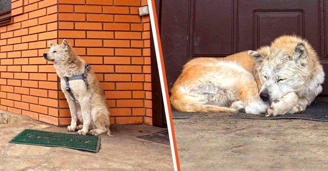 [Left] A dog sits at the front door waiting for her owner; [Right] The dog refuses to leave the house. | Source: twitter.com/Gerashchenko_en