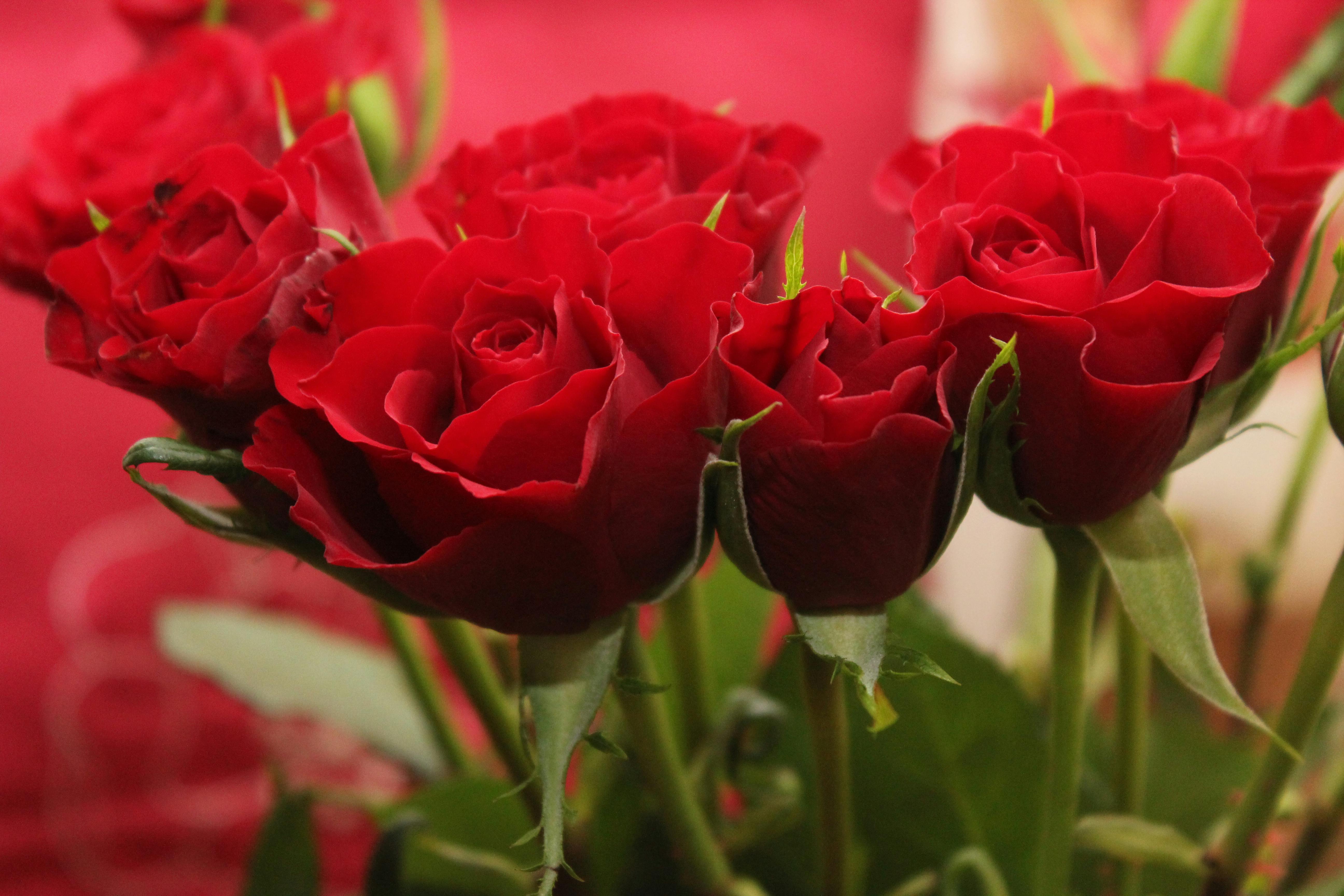 Bouquet of red roses | Source: Pexels