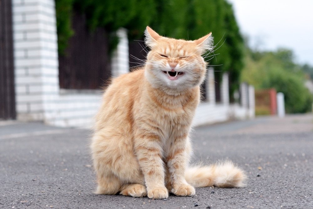 Cat standing in the street. | Source: Shutterstock