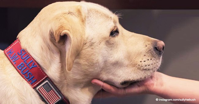 George HW Bush's Former Service Dog Sully Was Awarded with a 'Paw of Courage' for Its Service