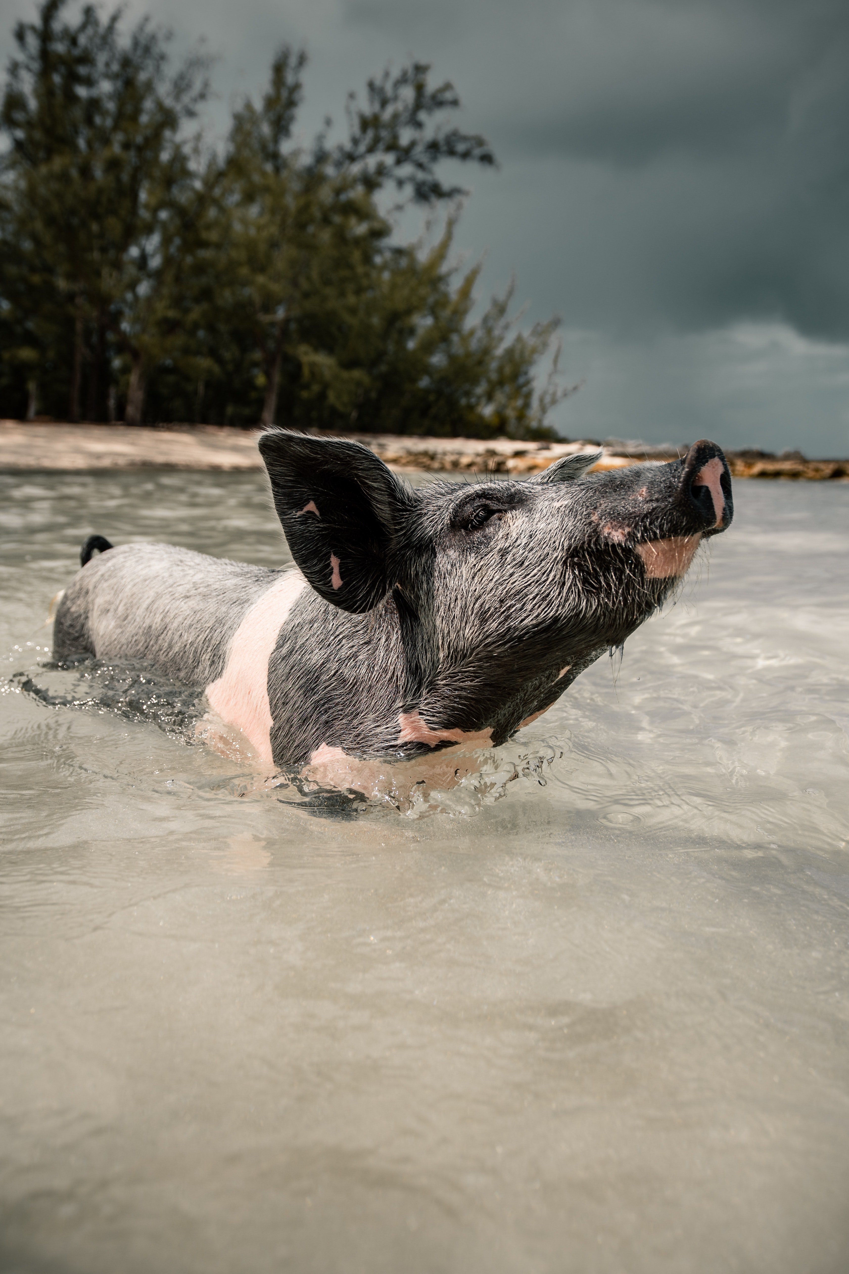 A black and white pig swimming. | Photo: Pexels