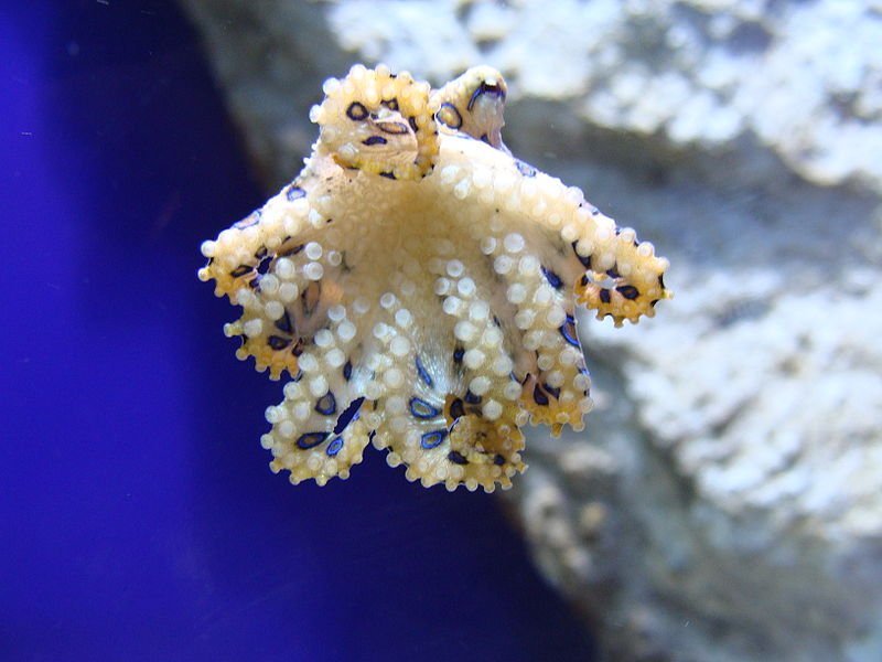 hapalochlaena lunulata | Photo: Wikimedia Commons hapalochlaena lunulata | Photo: Wikimedia Commons