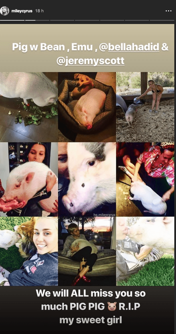 Collage dedicated to Pig Pig. I Image: Instagram/mileycyrus