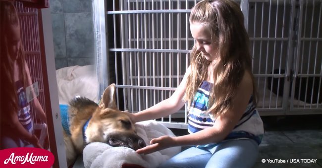 Heroic dog risks life to save 7-year-old from rattesnake