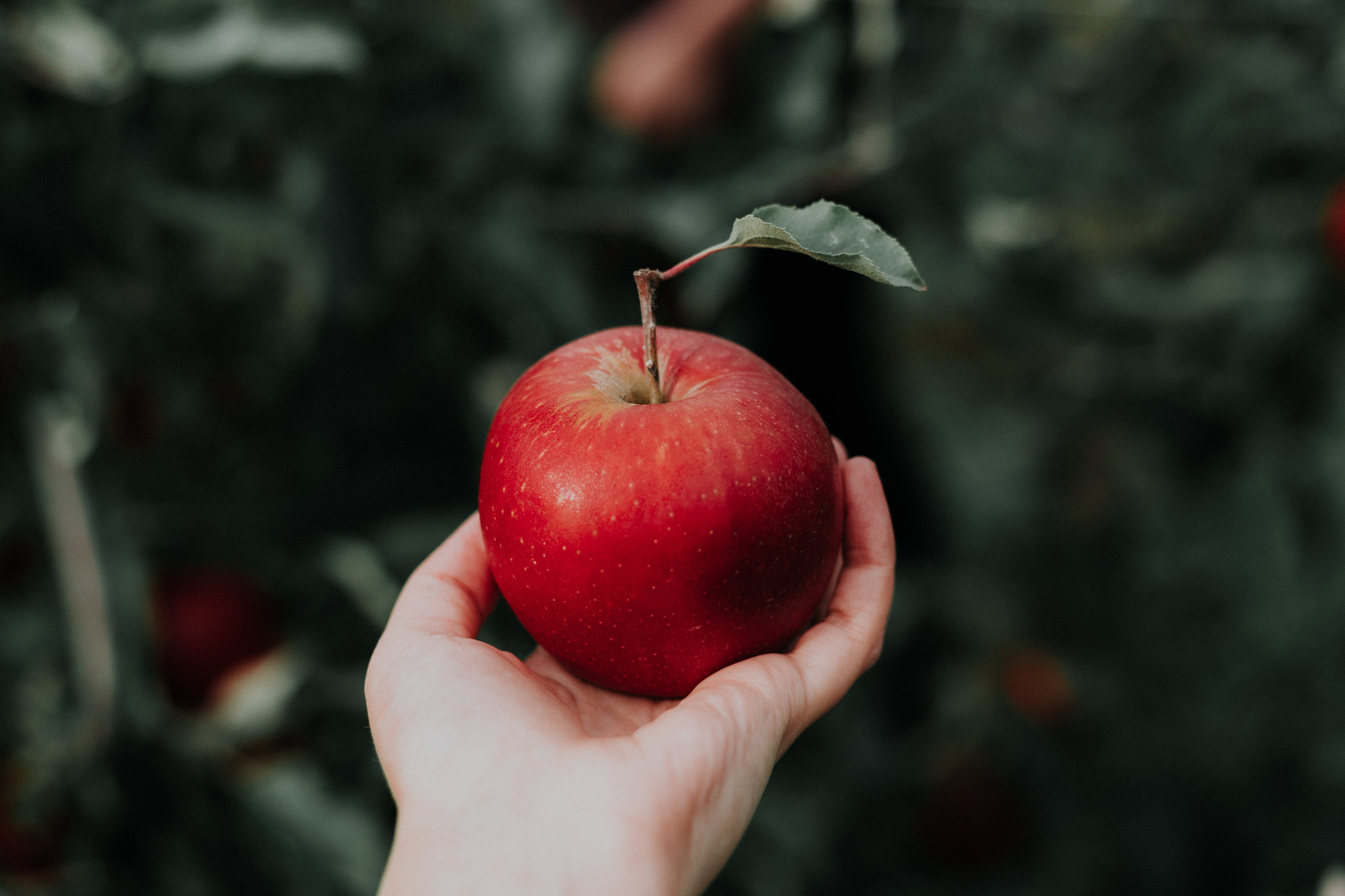 The boys had an apple to divide. | Source: Unsplash