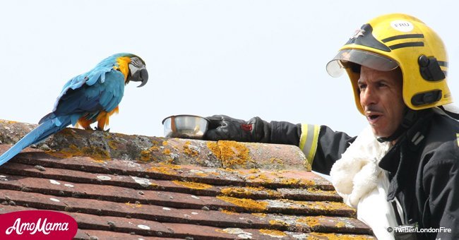 Parrot gets stuck on the roof for three days and tells firefighter off