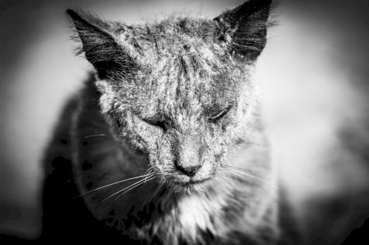 L Histoire D Un Chat Laid Et Cabosse Qui M A Appris Ce Que C Etait Le Vrai Amour Infini L Histoire D Un Chat Laid Et Cabosse Qui M A Appris Ce Que C Etait Le Vrai Amour Infini