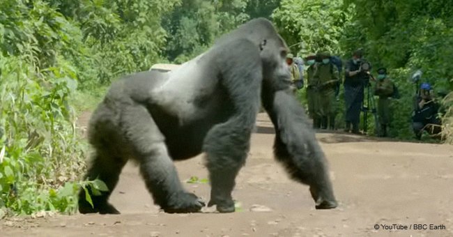 Gorilla stands in the middle of the road so his huge family can safely cross the road