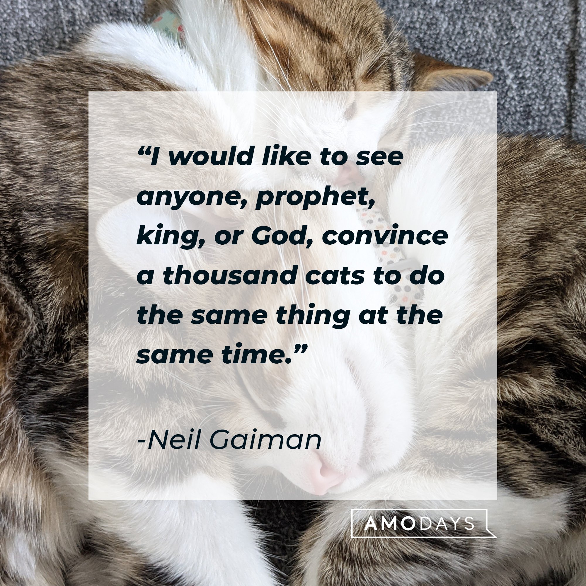  Neil Gaiman's quote: "I would like to see anyone, prophet, king, or God, convince a thousand cats to do the same thing at the same time." | Image: AmoDays
