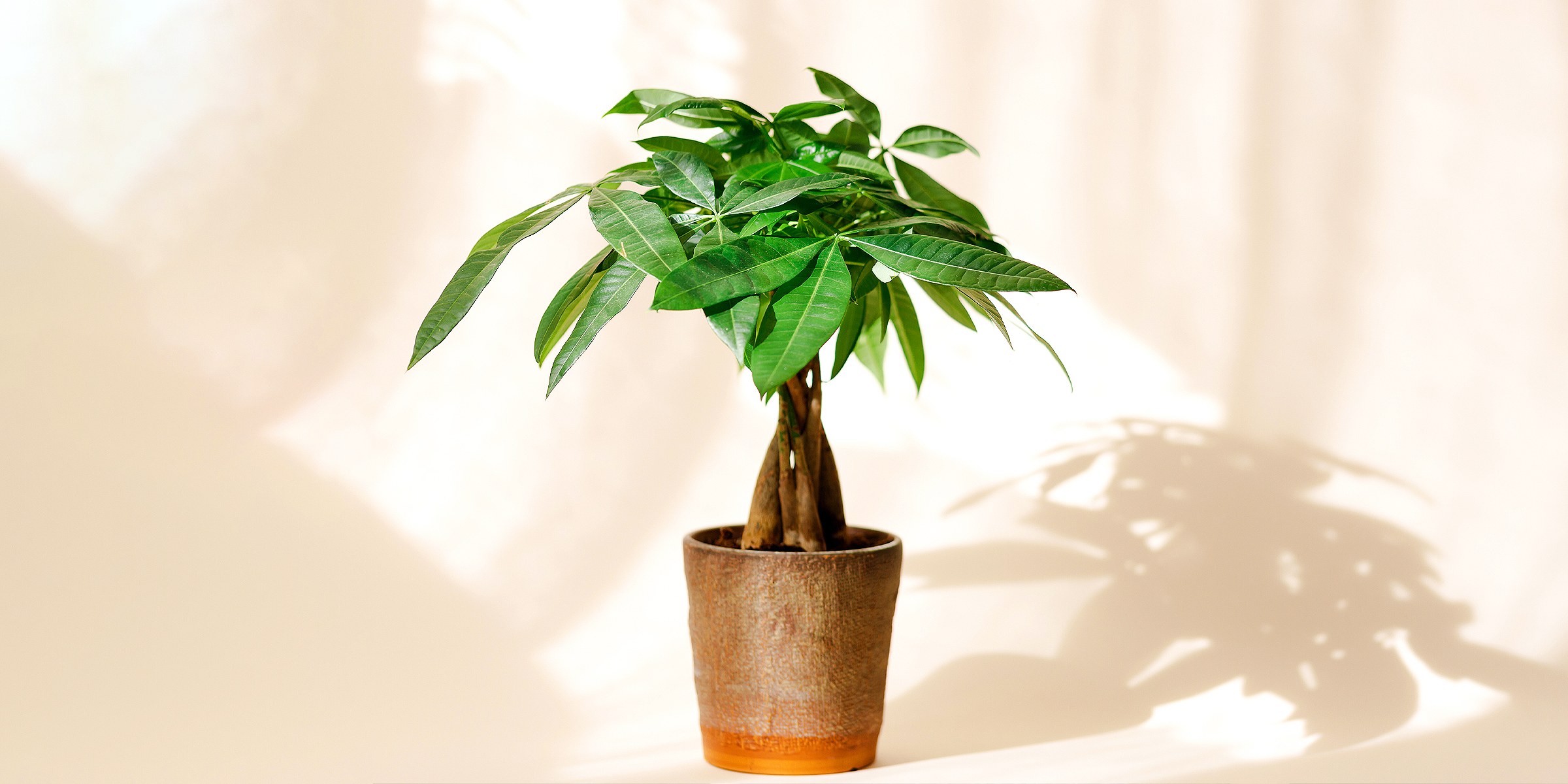 A money tree | Source: Shutterstock