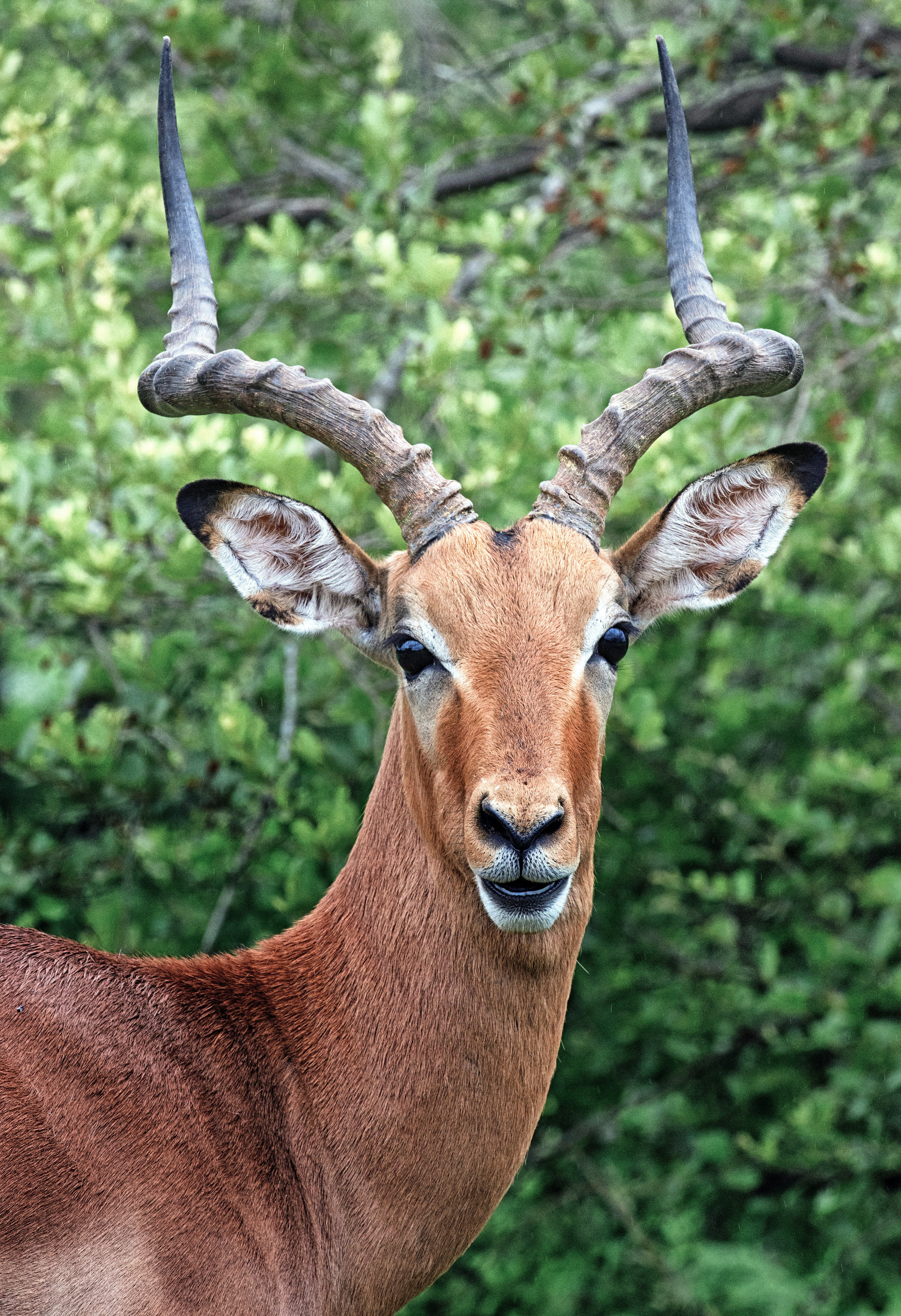 The zoo director asked one of the workers to dress as a deer to please the president's son. | Photo: Pexels