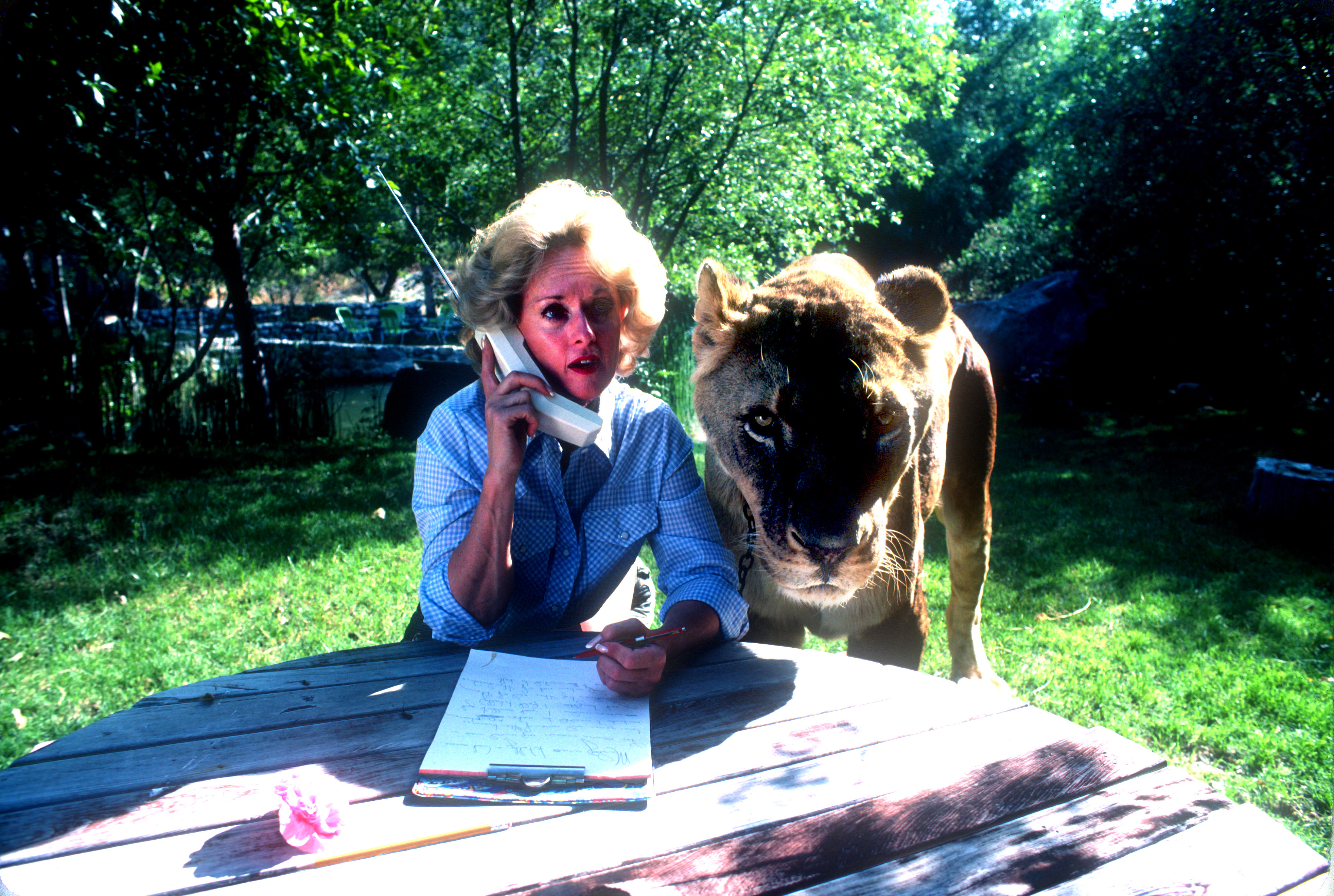 Tippi Hedren talks on a cell phone with a full grown female lion beside her  in Saugus, California, on November 16, 1983. | Source: Getty Images