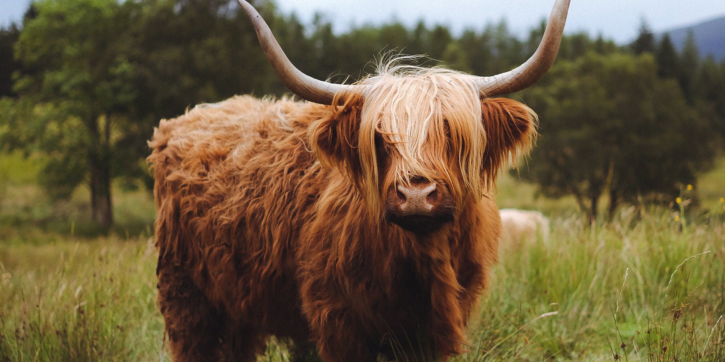 Unsplash | A bull