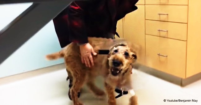 Video of formerly blind dog seeing his family for the 1st time after surgery still warms hearts