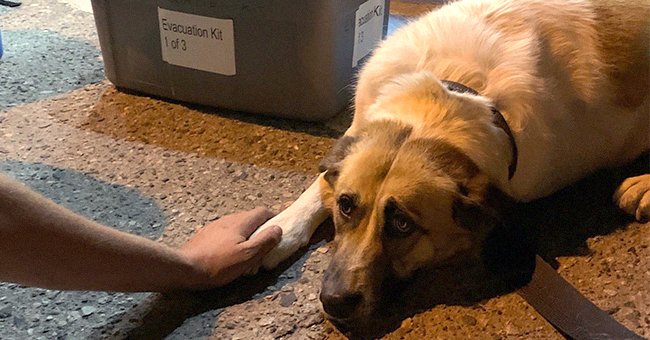 Rescue team members comfort a dog that was discarded by her owner during a wildfire evacuation | Photo: Facebook/CentralOkanaganSAR