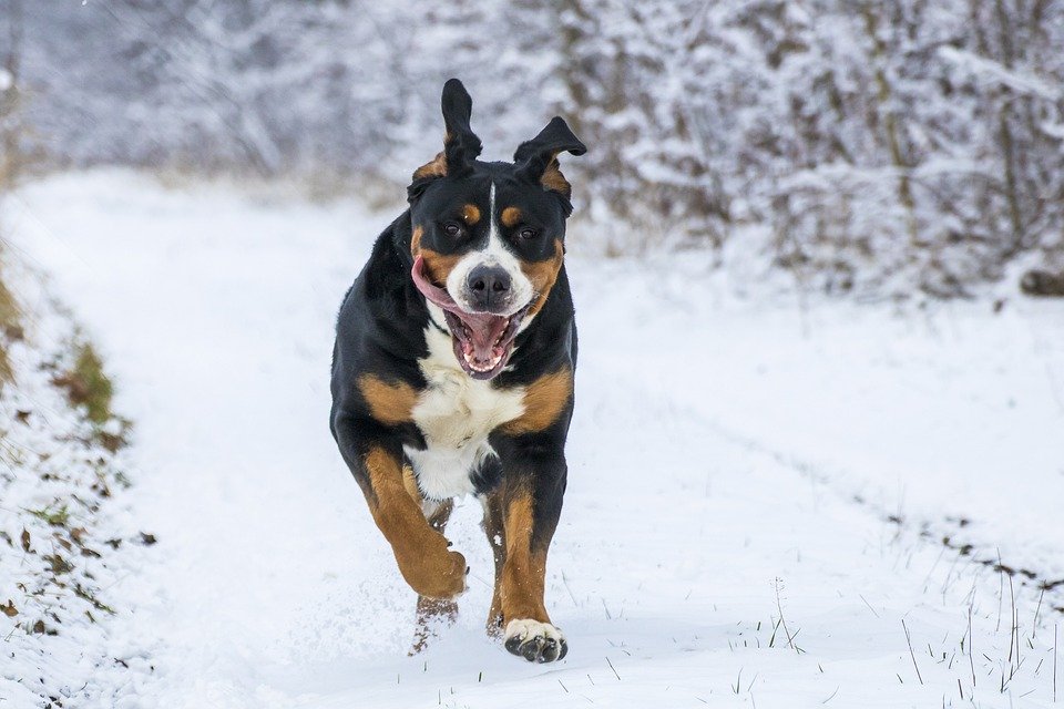 Un chien qui court dans la neige | Photo : Pixabay Un chien qui court dans la neige | Photo : Pixabay