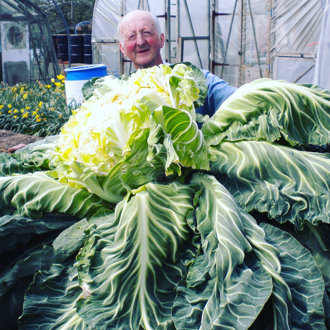 The world's heaviest cauliflower grown by Peter Glazebrook in 2014. | Source: facebook.com/Guinness World Records