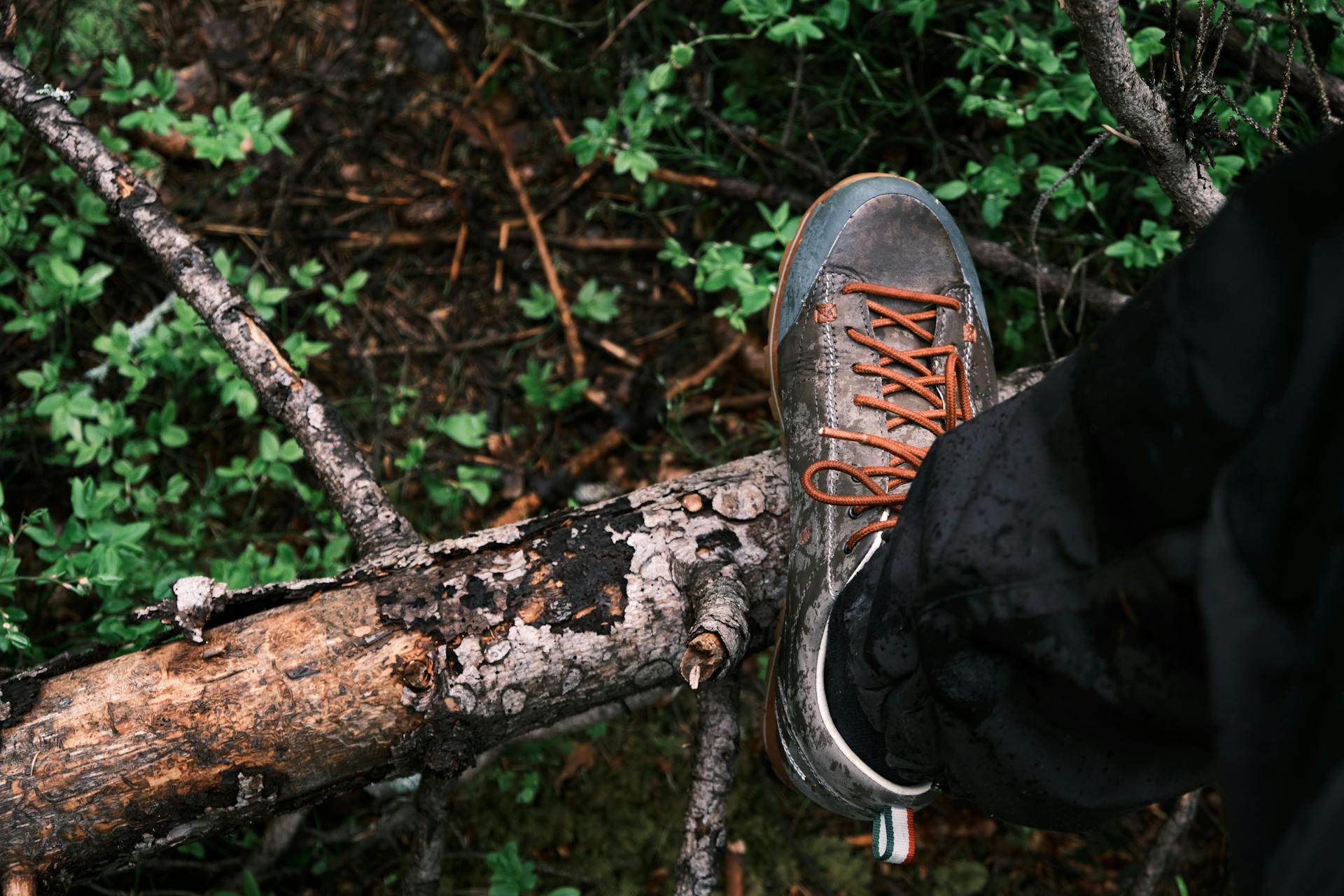 Close-up of a man's shoe in a forest | Source: Pexels