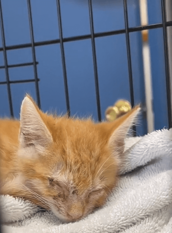 A kitten sleeping in a pet enclosure. │Source: Reddit/u/druule10 