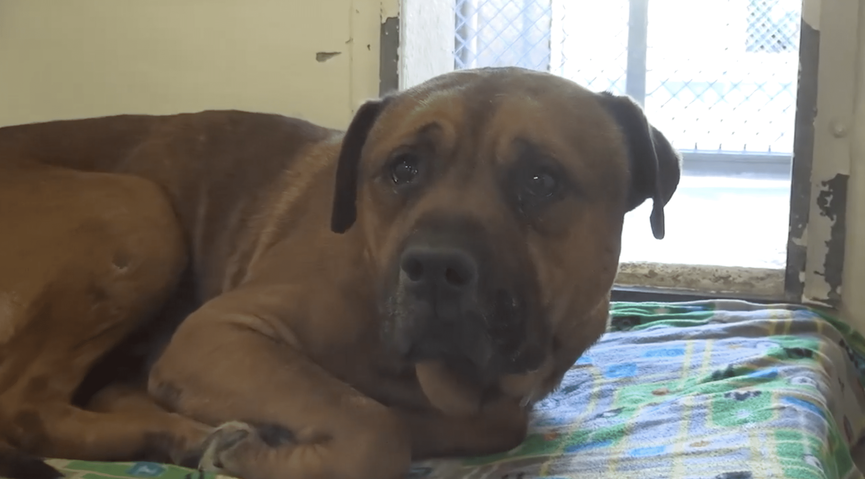 A teary-eyed AJ is pictured inside the shelter. | Source: facebook.com/savingcarsonshelterdogs