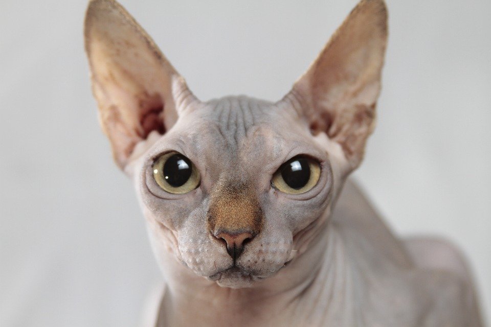 Gato esfinge. | Imagen tomada de: Pixabay Gato esfinge. | Imagen tomada de: Pixabay