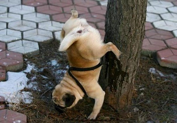 Chien / Source : Reddit Chien / Source : Reddit
