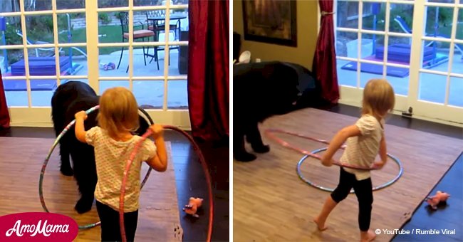 Watch toddler trying to teach a dog to play a 'really fun' game with a hula-hoop