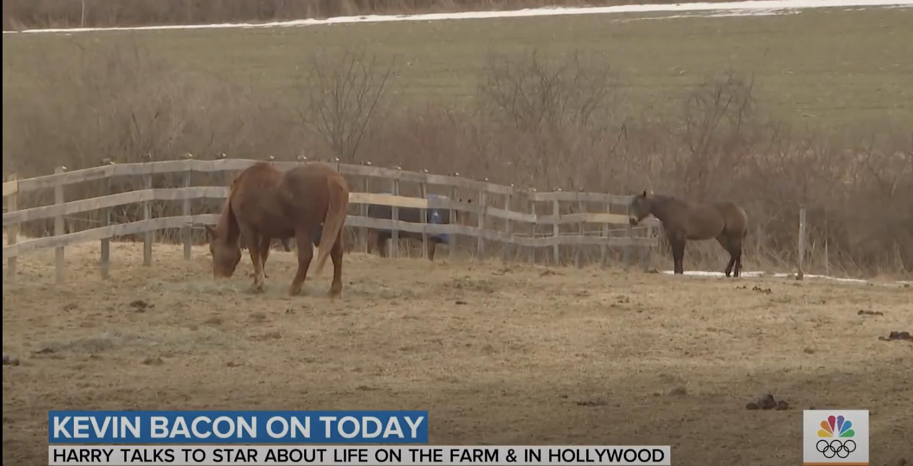 Animals on Kevin Bacon's farm | Source: YouTube/@TODAY