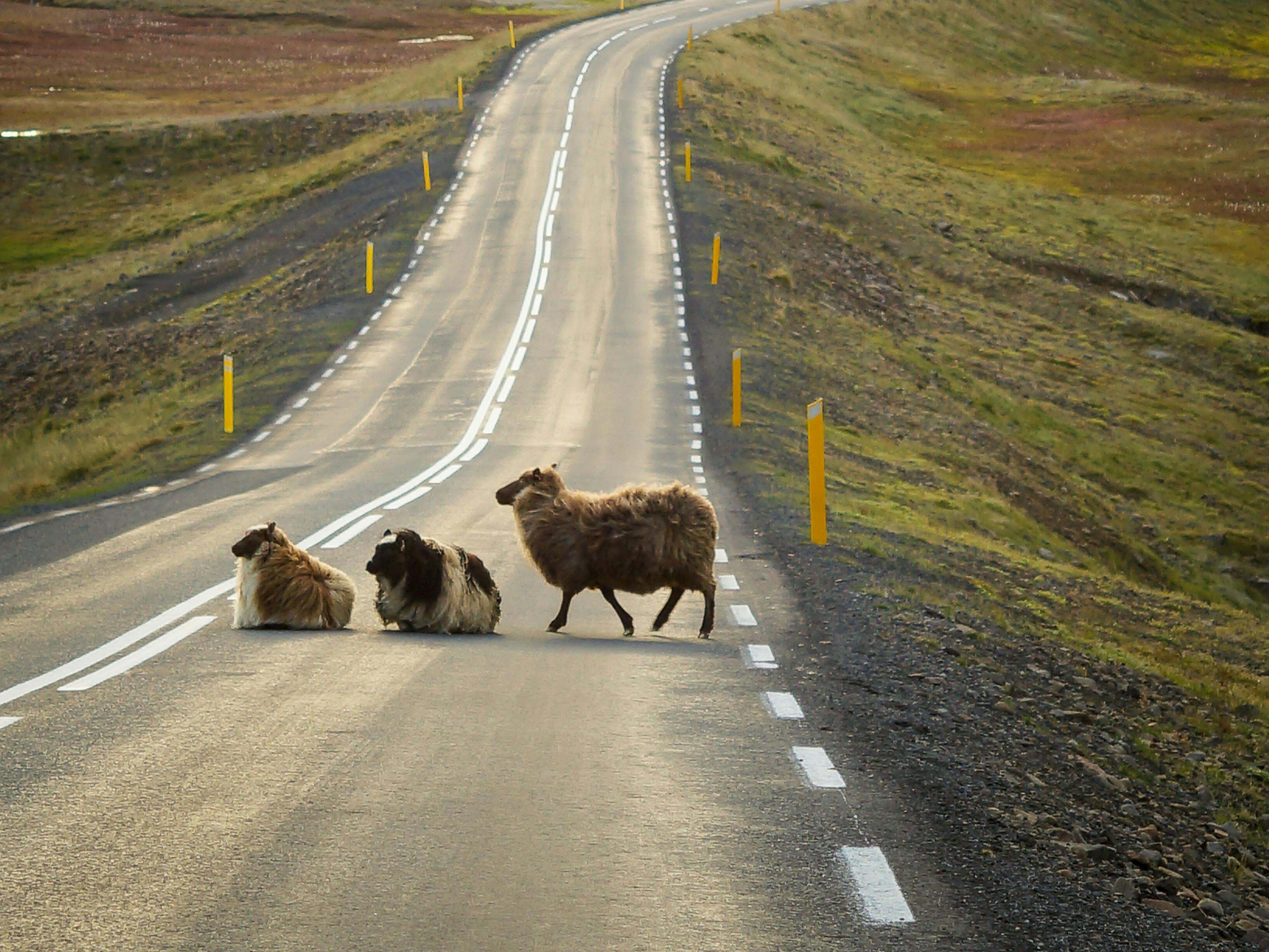 Some unusual road users | Source: Pexels