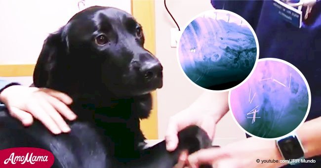 Woman realized her dog ate a sausage laced with pins and rushed him to the vet