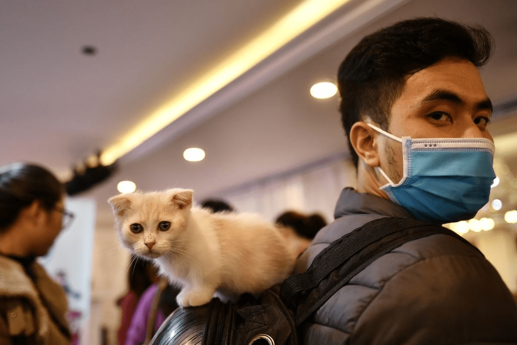 Un homme portant un masque porte son chaton sur son sac à dos lors de la première exposition féline nationale du Vietnam à Hanoi, au milieu des inquiétudes liées à l'épidémie de coronavirus COVID-19, le 16 février 2020. | Photo : Getty Images Un homme portant un masque porte son chaton sur son sac à dos lors de la première exposition féline nationale du Vietnam à Hanoi, au milieu des inquiétudes liées à l'épidémie de coronavirus COVID-19, le 16 février 2020. | Photo : Getty Images