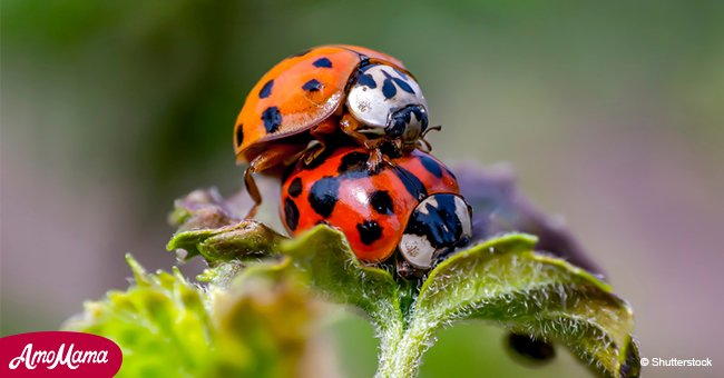 Have you noticed beetles in your house? Here's what you should know about them