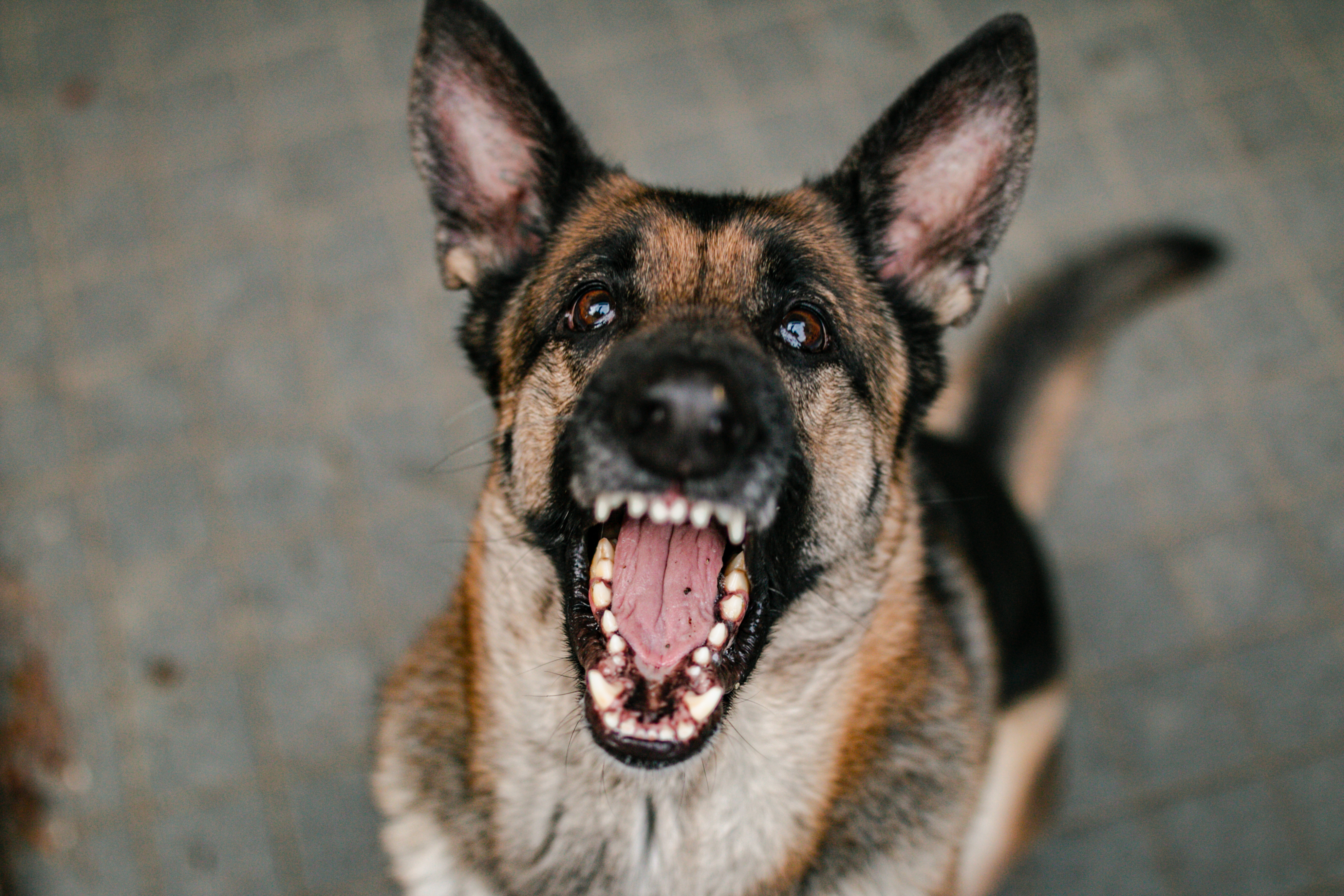 german shepherd catching treat that was dropped from above. The german shepherd has pricked ears, and he is showing teeth. His teeth are big and white and he looks like a scary dog | Source: Shutterstock