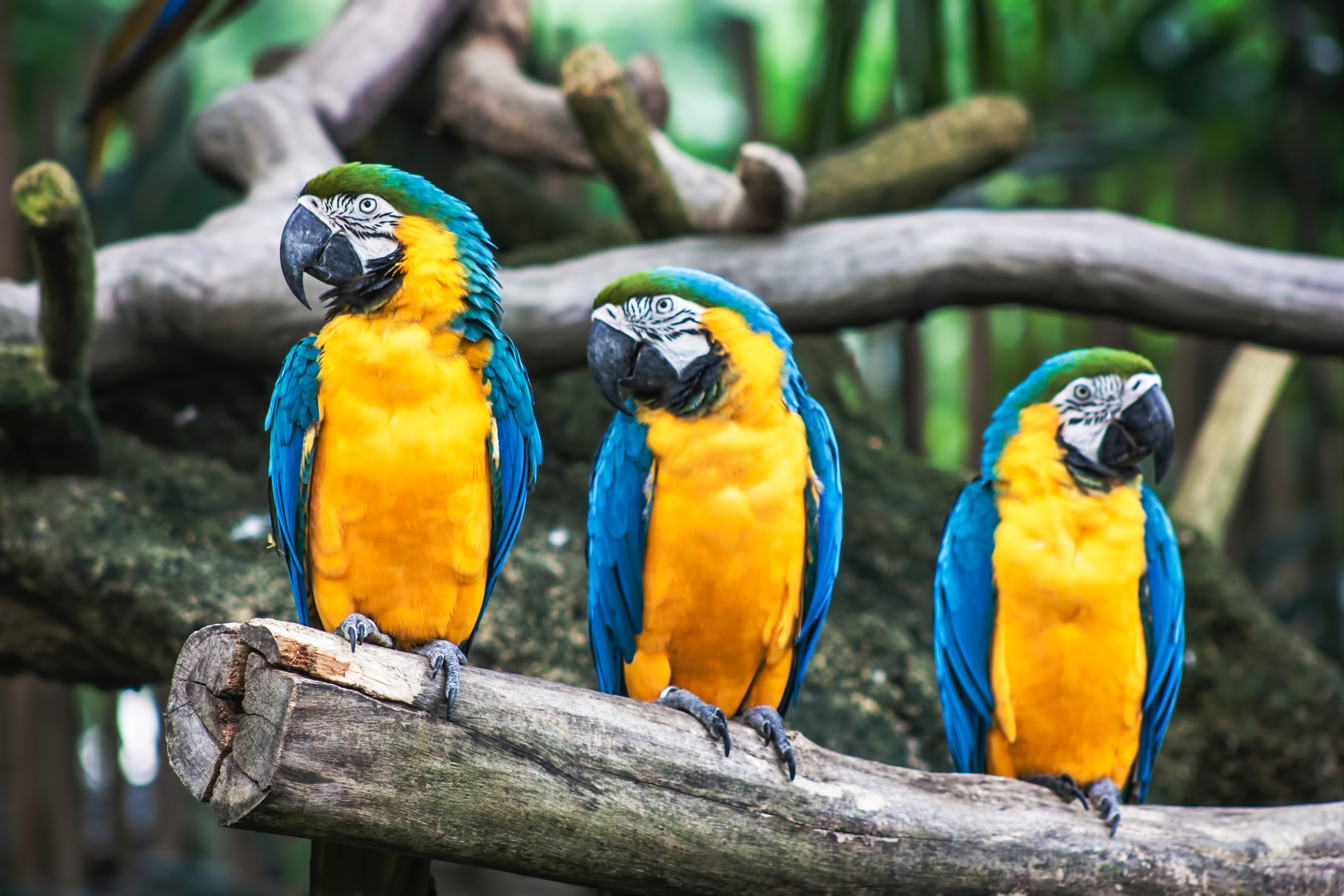 Three identical Parrots | Source: Unsplash.com