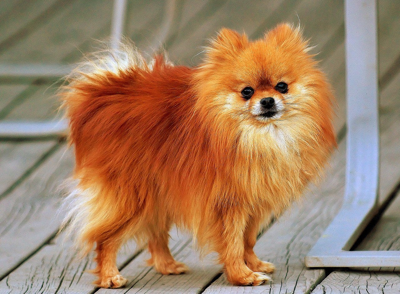 Perro de raza Pomerania | Foto: Wikimedia Commons