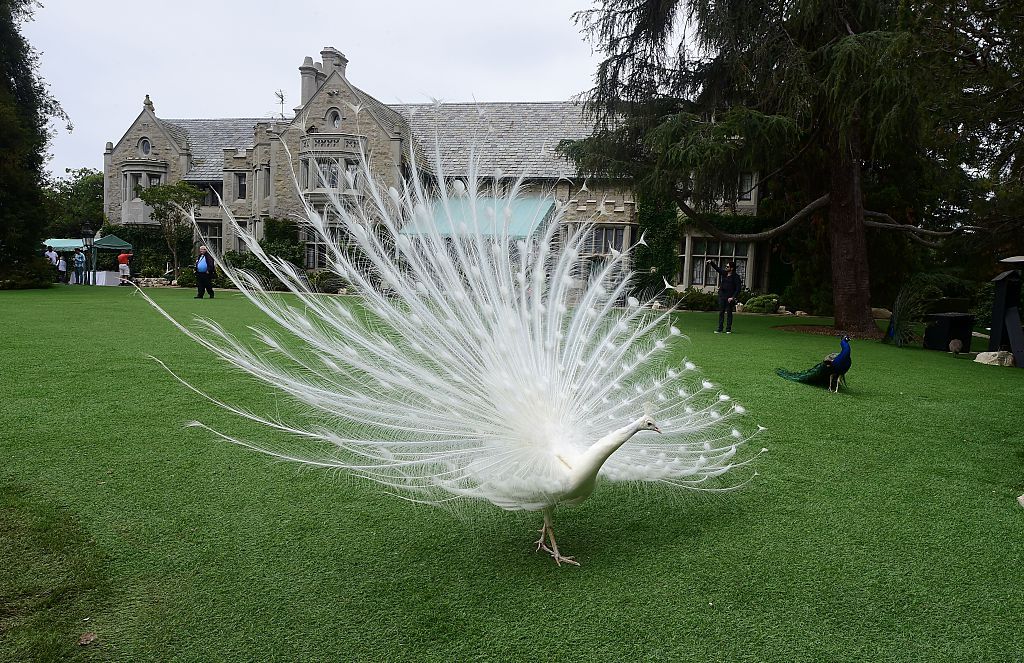 A white feather peacock. | Source: Getty Images