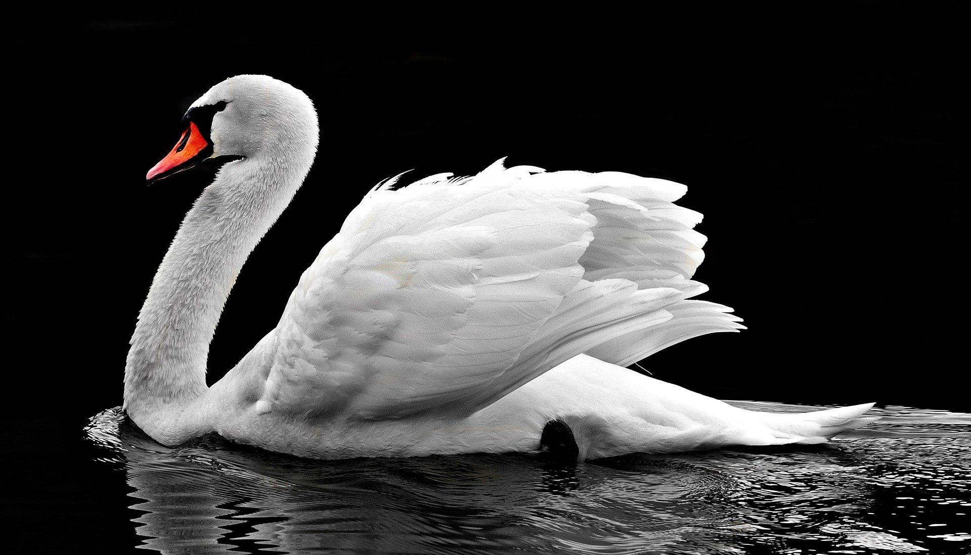 A swan swimming on a sunny day. | Source: Pixabay.com