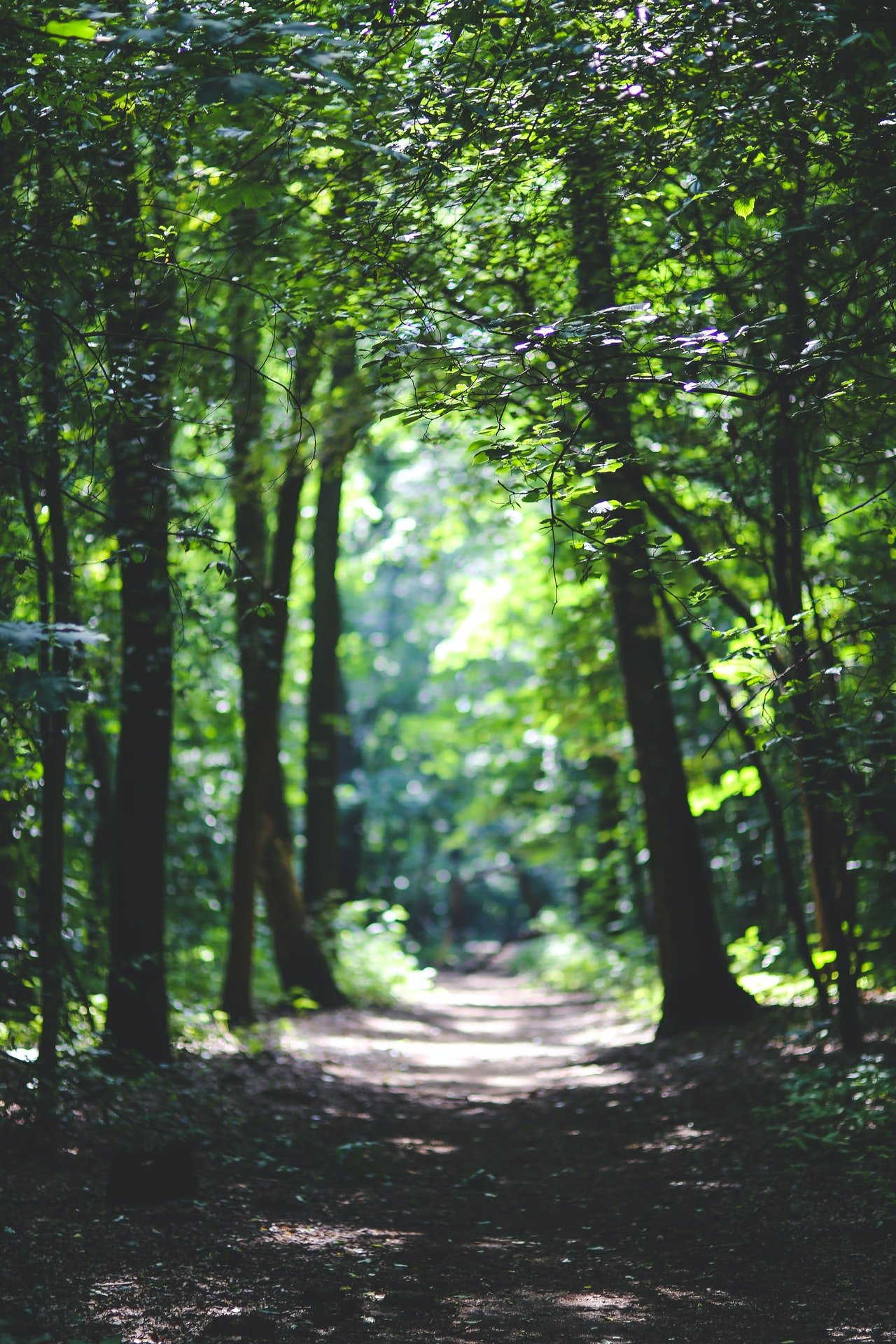 A path into the woods| Photo: Kaboompics .com from Pexels