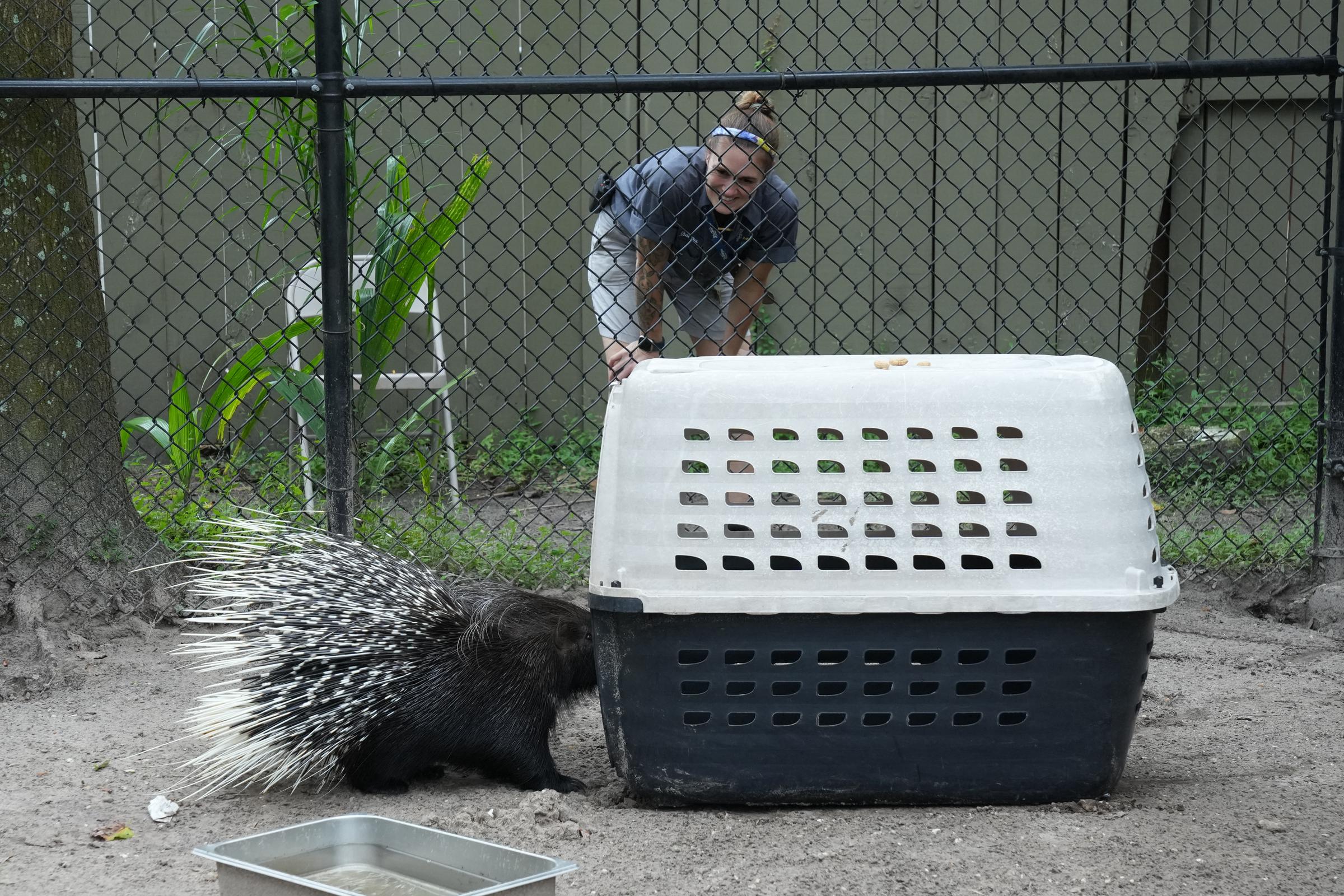 Employees move an African porcupine named Chompers to a pet carrier at Zoo Tampa ahead of Hurricane Milton, in Florida, on October 7, 2024 | Source: Getty Images